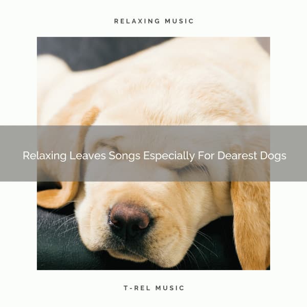 Relaxing Leaves Songs Especially For Dearest Dogs - Pets Relax