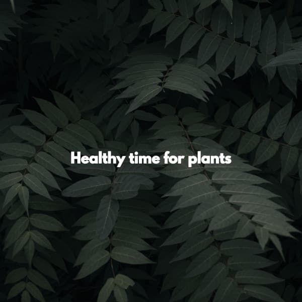 Healthy time for plants - Jazz Piano Bar