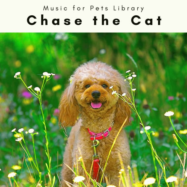 4 Dogs Chase the Cat - Music for Pets Library