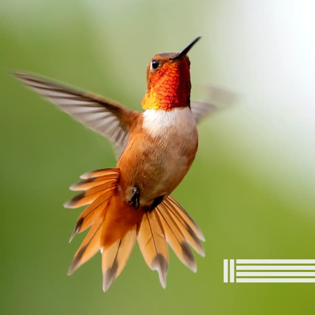 Forest Birds Songs - Birds In The Forest