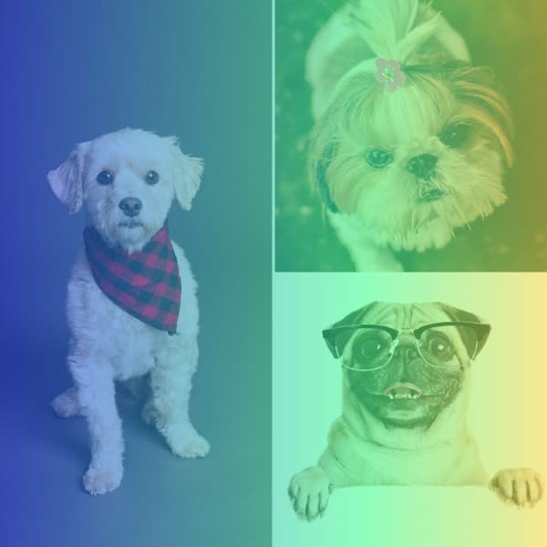 Festive Backdrop for Keeping Dogs Soothed - Music for Dogs Radio