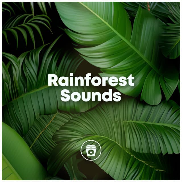 Rainforest Sounds - Soothing Music