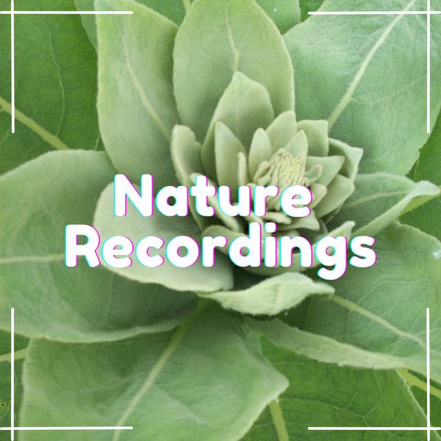 Serene Slumber - Natural Sample Makers