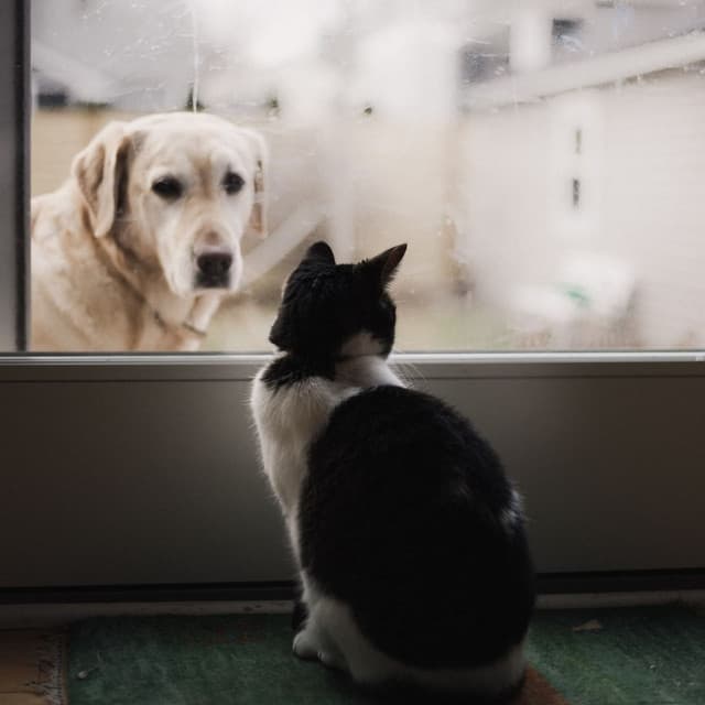 Lofi Pet Oasis: Elevating Harmony with Your Animal Companions - HipHopBeatster