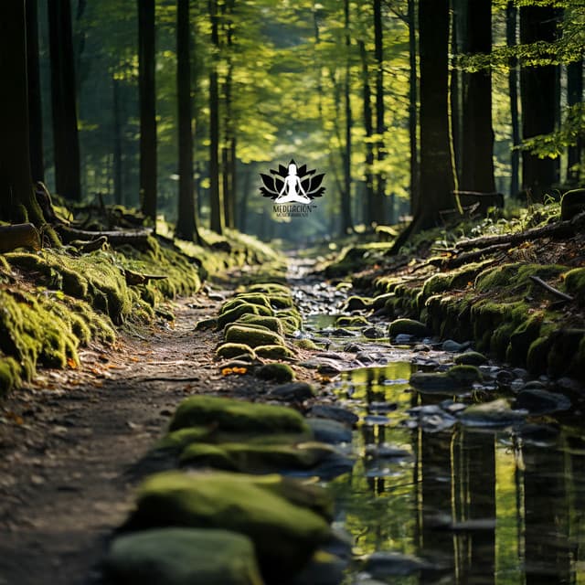 Sendero de Paz y Vitalidad en el Bosque - Meditación Música Ambiente