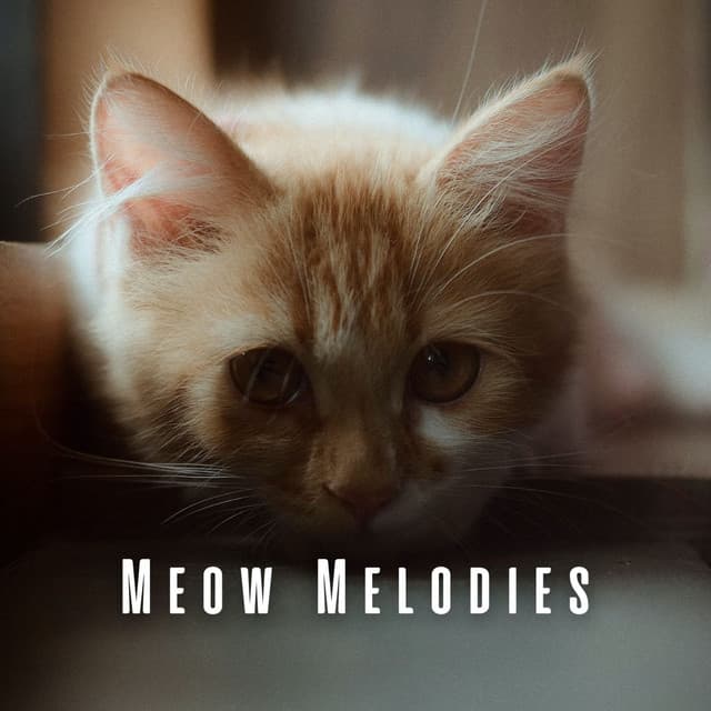 Meow Melodies: Jazz Lounge Harmonies for Cats - Cafe Smooth Jazz Radio