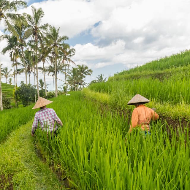 Raindrop Melodies: Work and Piano Fusion - rainstantly