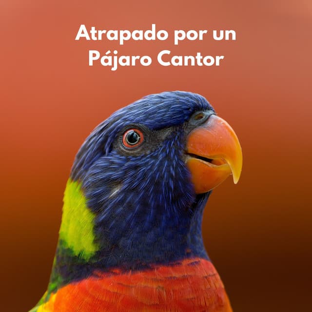 Atrapado Por Un Pájaro Cantor - Pájaros del Bosque