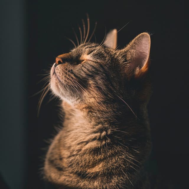 Armónicos De Bigotes: Música Serena Para Gatos - Musica Ambiental