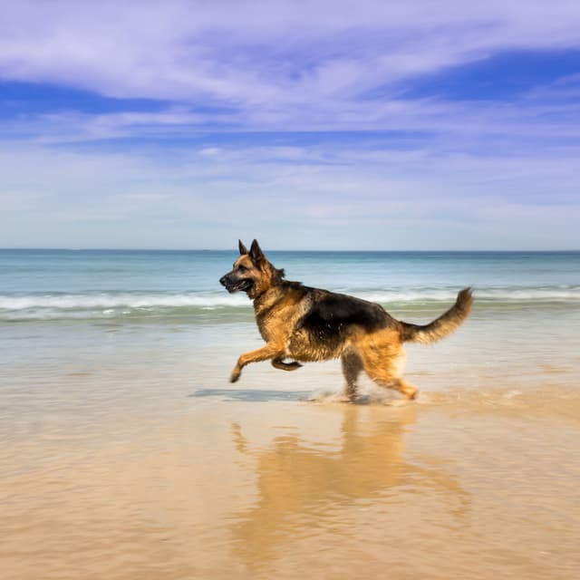 Dog Sleeps: Ocean Melodies Bliss - Wave and Ocean sounds