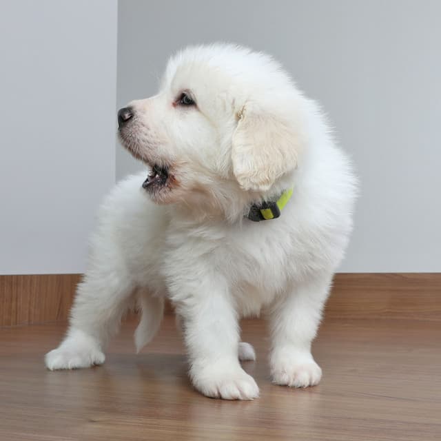 Lofi Woofs: Blissful Dog Bark Ambient Sounds - Jamie Lofi