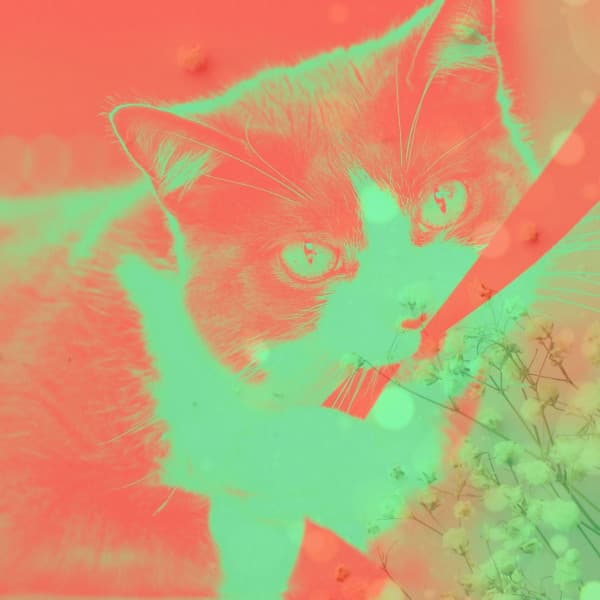 Energetic - Cute Cats - Calming Cat Music