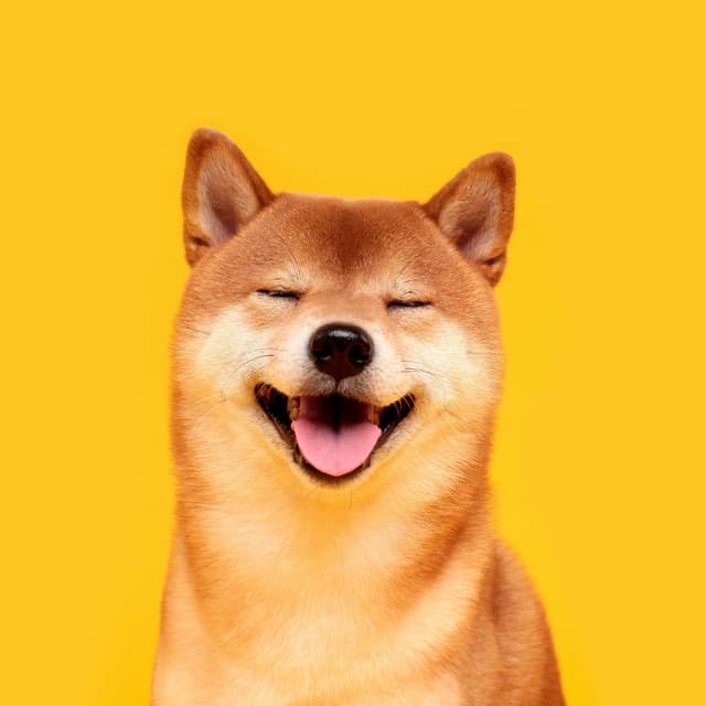 Gentle Paws Melody: Relaxing Music for Restful Dogs - Healing Frequencies