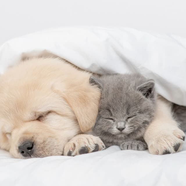 Soft Pet Sounds for Cozy Nap Times - The Urban Ambience