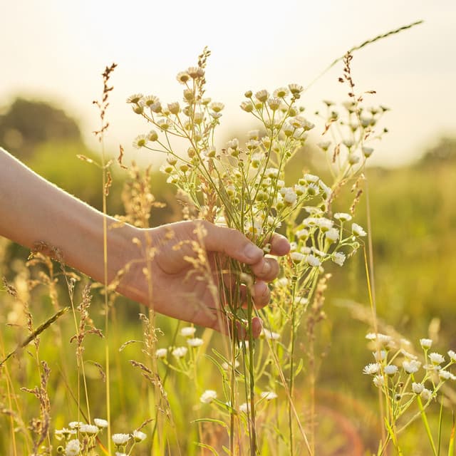 Wildflower Bliss: Nature's Harmonic Embrace - Outside HD Samples