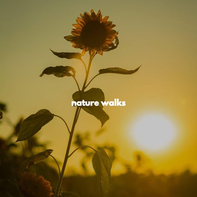 nature walks - Smooth Jazz Chill Out Playlist