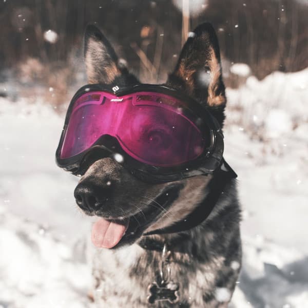 Dashing Jazz Ballad - Bgm for Sleepy Pups - Dog Jazz Music