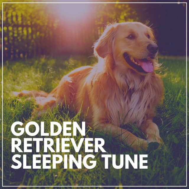 Golden Retriever Sleeping Tune - Sleeping Music For Dogs