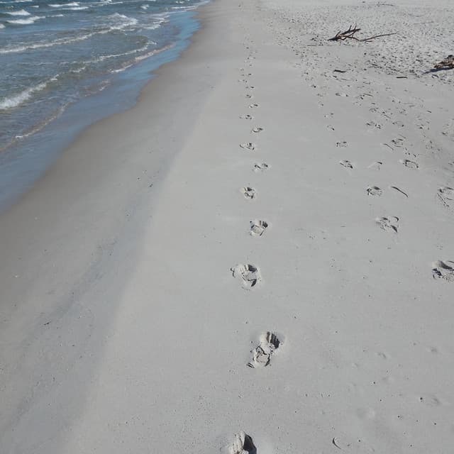 A Successful Walk - Jazzy Coffee