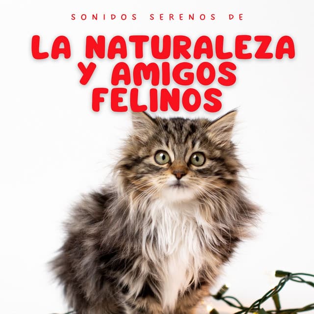 Sonidos Serenos De La Naturaleza Y Amigos Felinos - Acústica de la Naturaleza