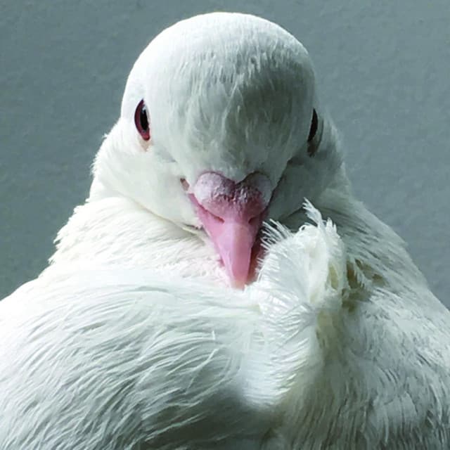 Mukomodulator - Merzbow