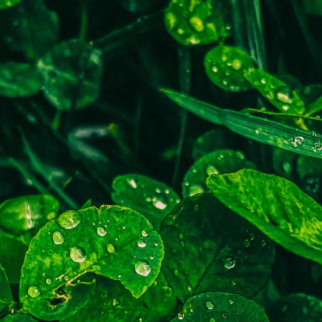 1 Rainy Night: Drenched in Melody - 24H Rain Sounds