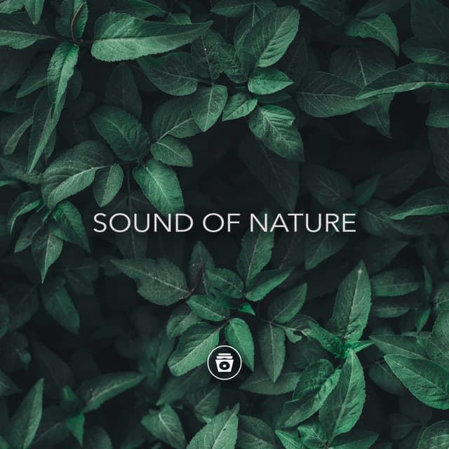 Sound Of Nature - Relaxing Rain Sounds