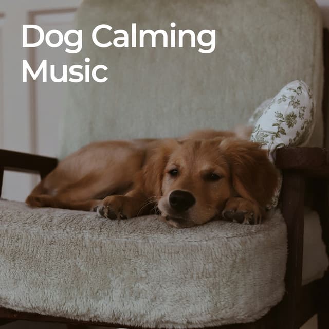 Dog Calming Music - Dog Relaxation