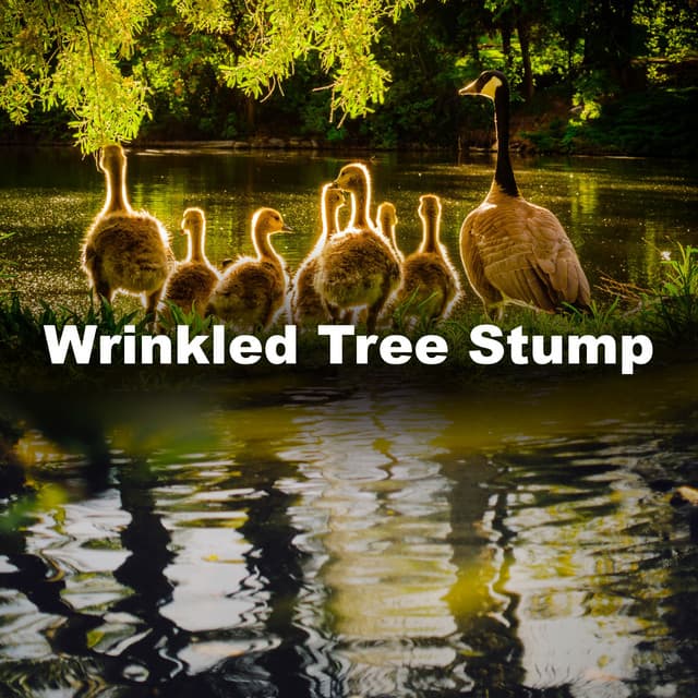 Wrinkled Tree Stump - Sound FX Pro