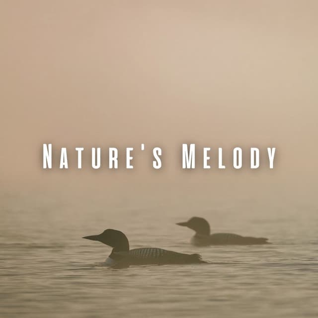 Nature's Melody: Loon Sounds for a Healing Massage ASMR - Next Nature