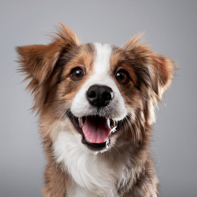 Vibras Peludas: Música De Hip Hop Para Mascotas - Siglo dorado