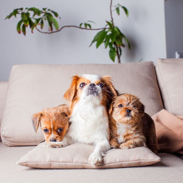 Pet Lounge Therapy: Harmonic Jazz for Calm and Comfort - Instrumental Soft Jazz