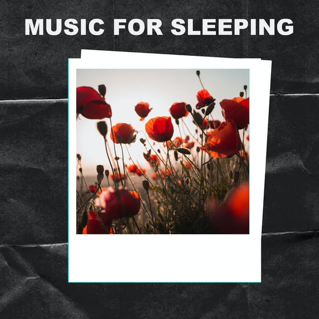 Music For Sleeping - Music for Sleeping