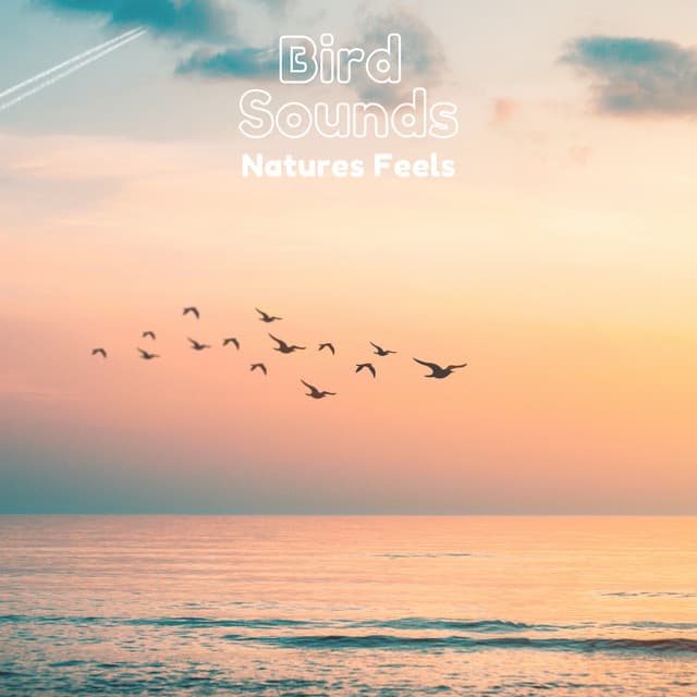 Bird Sounds Natures Feels - Natural Sample Makers