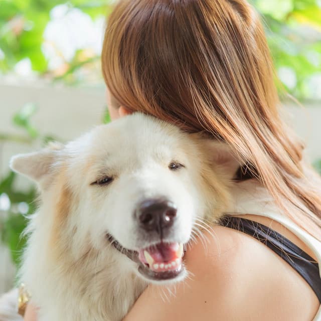 Soothe Your Dog: Gentle Music for Dogs - Chill New Year Vibes