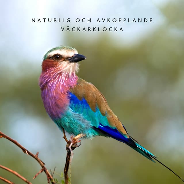 Naturlig och avkopplande väckarklocka - Erika Berg