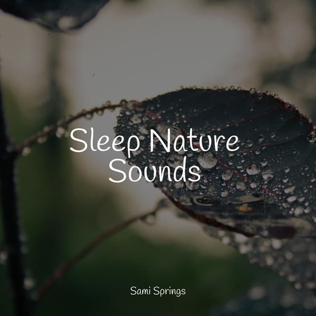 Sleep Nature Sounds - Rain Sounds Nature Collection