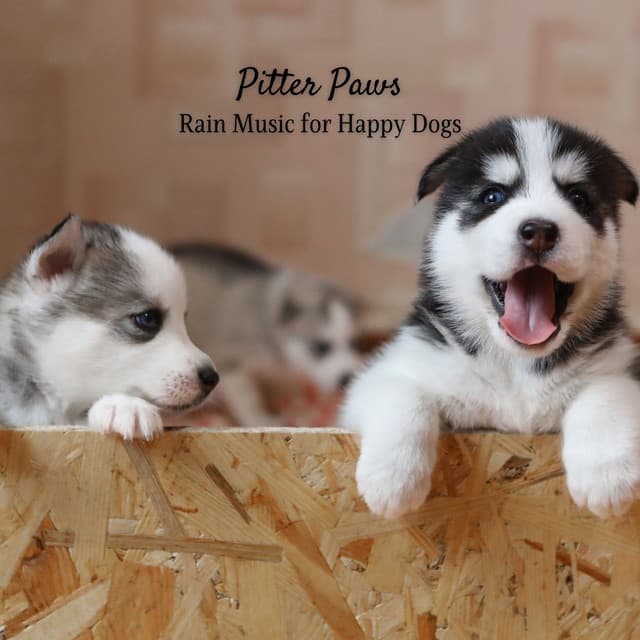 Pitter Paws: Rain Music for Happy Dogs - Rain and Nature