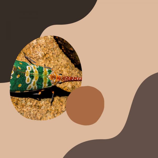 Jazz Guitar - Background for Mental Recharging - Easy Morning Music