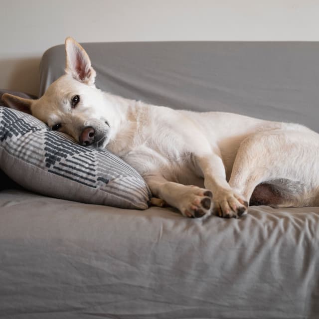 Melodic Pawfect Serenade: Soothing Brown Noise for Serene Dog Rest - Brown Noise Studio