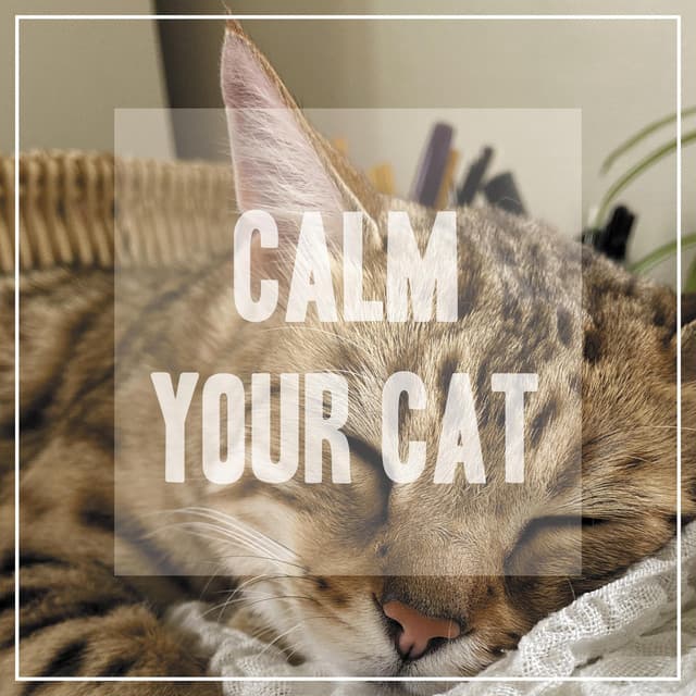 Calm Your Cat - Pet Music