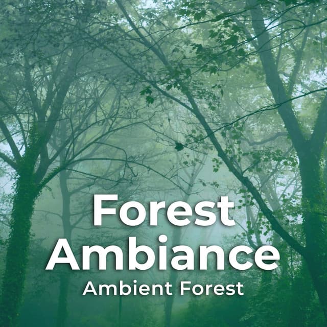 Forest Ambiance - Ambient Forest