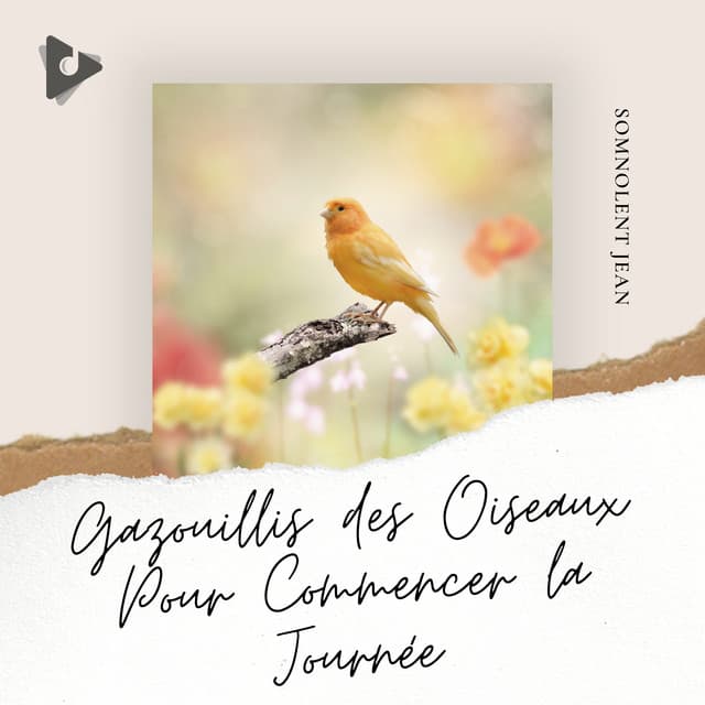 Gazouillis des Oiseaux Pour Commencer la Journée - Somnolent Jean