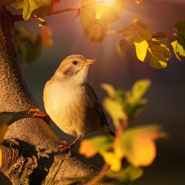 Ritmos Lofi Nocturnos Para Una Calma Suave - Cronicidad ambiental