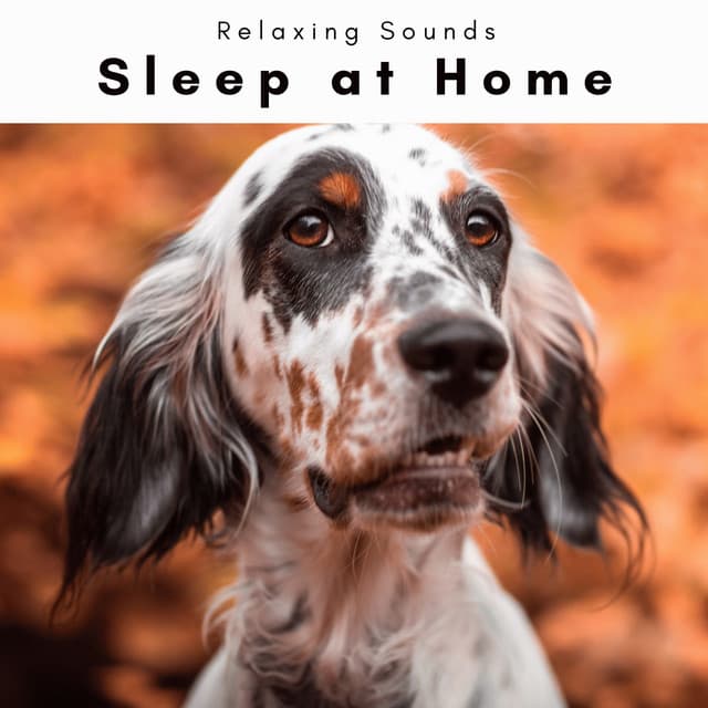 Sleep at Home - Dog Total Relax