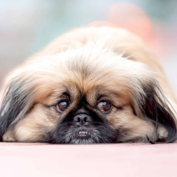 Music for Nocturnal Pups - Jazz Quintet - Dog Anxiety Music