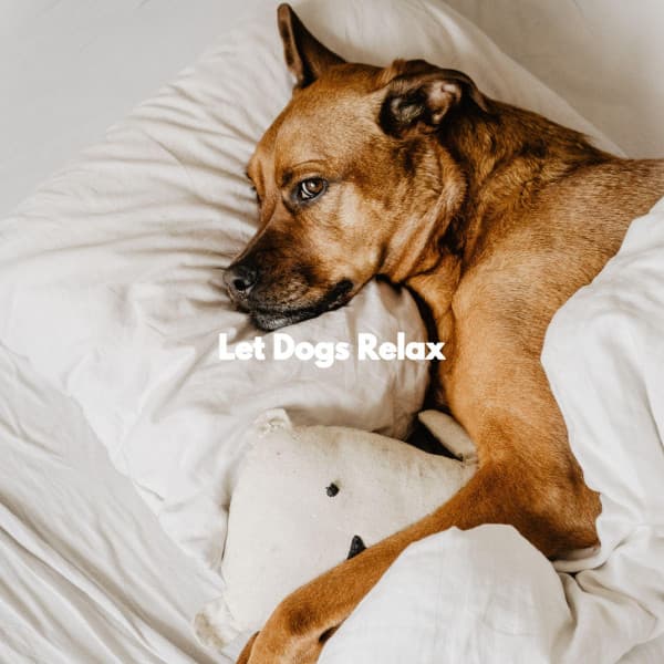 Let Dogs Relax - Coffee + Chill